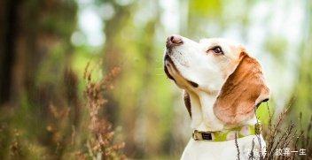 泰国清迈:风景美消费低的梦幻之城,国内直飞只需3小时!