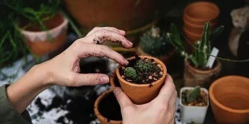 花盆|喜欢养花的人都有5个“忍不住”,中了3个就是养花高手!