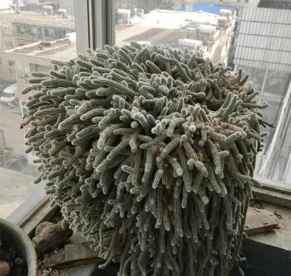 『根枝』这花长得像毛毛虫，掐根枝就活，1个月爆满大缸！