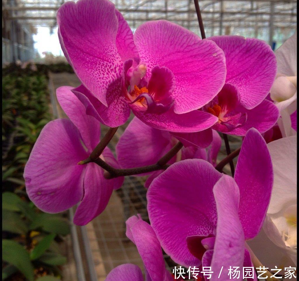 『艳丽』喜欢在家中养护花卉,就选花期长,花色艳丽的3种花卉,值得拥有