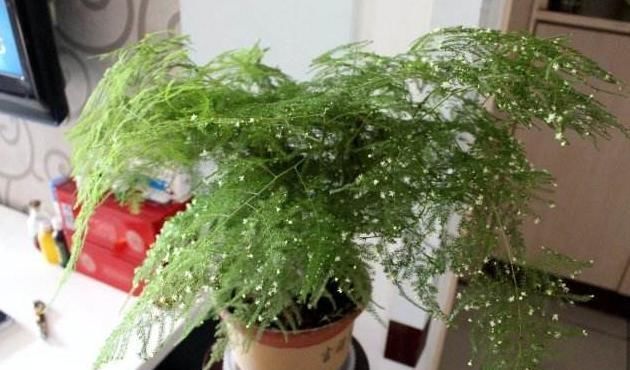  『药片』养文竹这样浇水，用家中常备的“药片”，一次一片，堪称完美