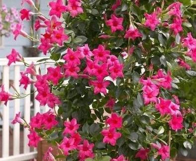  【软肋】飘香藤不开花？3个“软肋”是关键，一个不留神，死活不开花