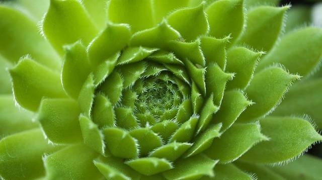  #解决#多肉植物变成“瘦子”，八成是3个原因导致，解决方法不难