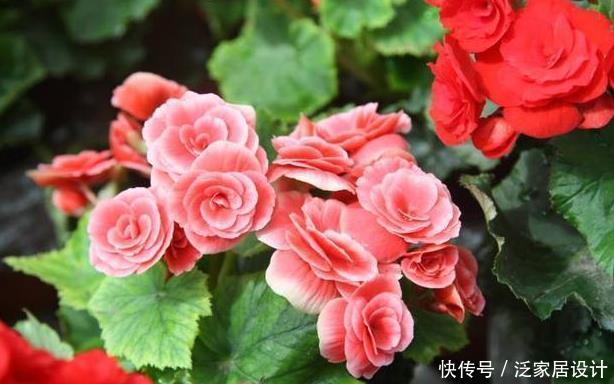  『花草』4种不能乱喷水的花草，搞不好会烂茎枯死，一次就能烂叶烂根