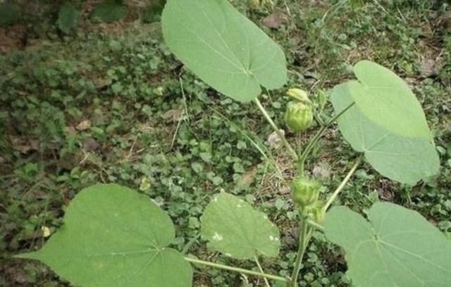  [根茎]小伙去山中寻找到一种叫做苘麻的植物,根茎可以编制麻绳