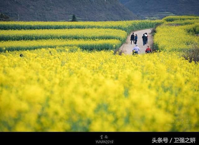 【空谷幽兰】烟雨花香又一春