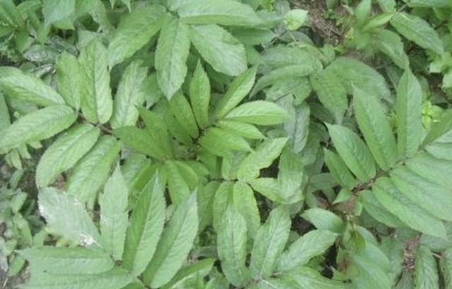  接骨|在农村，生长着1种“接骨草”，枝条上挂满果子，比岩黄连值钱！