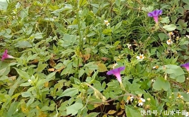  「没想到」农村遍地可见的“大喇叭”，小时候摘来玩，没想到还