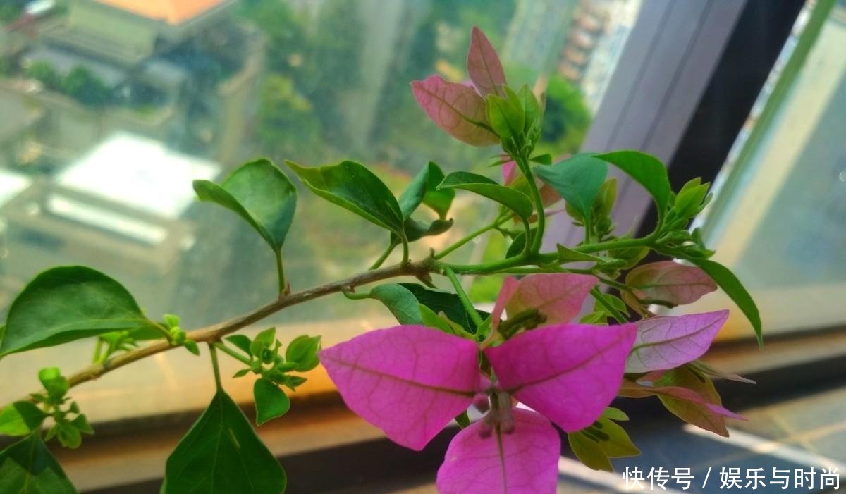 工作■我每年春天,在三角梅苏醒之时,都会重复同样的工作