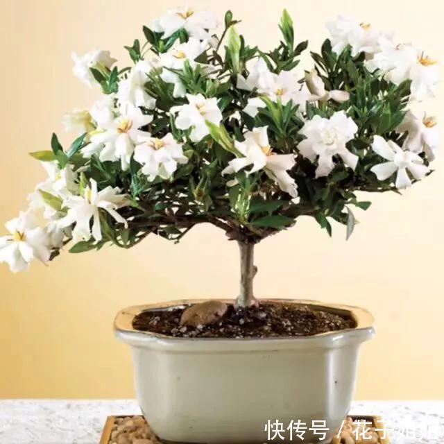 #栀子花#栀子开花时间又到了,做好这几点,开花洁白纯净,散发满屋栀子香