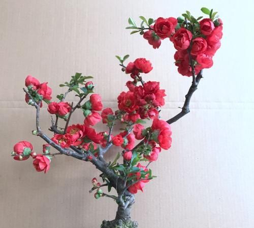家里:春天就养此花,耐寒抗热易爆盆,放在家里吸废气,呵护家人健康
