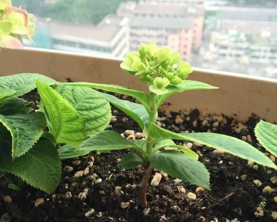  『夏季』夏季盆栽这4种植物，叶片一耷拉马上浇水，植株分分钟变精神