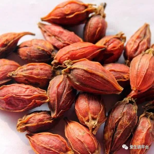  「栀子花」爱生链——很多人只知道栀子花太香，却不知道栀子浑身是宝！