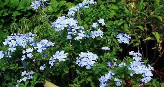 慎养|这种花天天猛晒,一盆开花千百朵,家里采光不好的“慎养”!