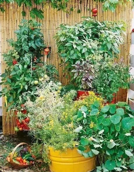  「花园」花园就是菜园，这才是种花的最高境界！