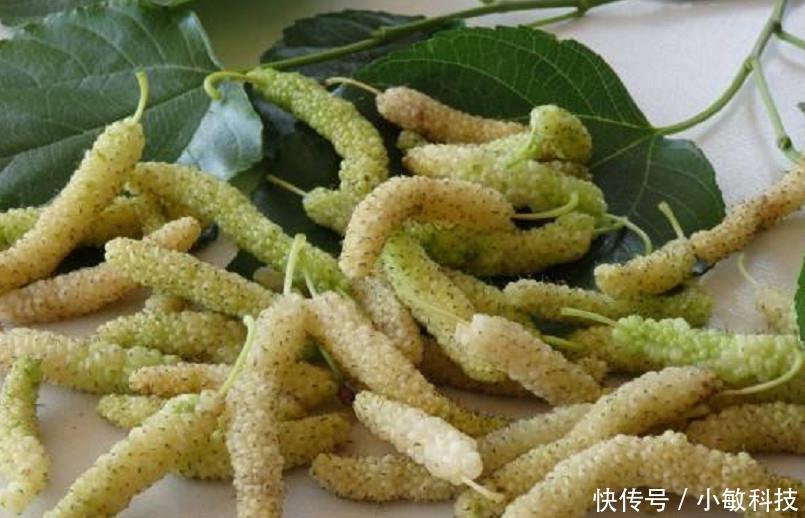 树上长着一种像“毛毛虫”的果子，营养价值高，却很少有人认识