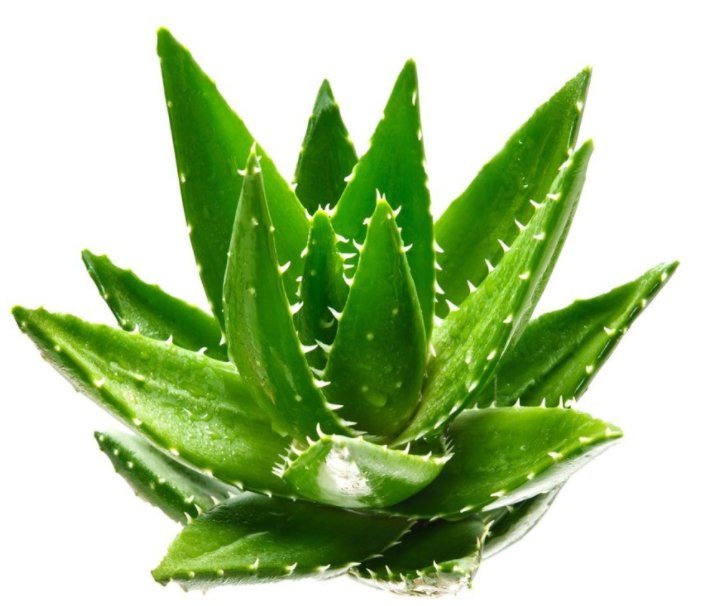  【养上】刚装修的房间，养上这几种植物，再也不用担心有甲醛污染