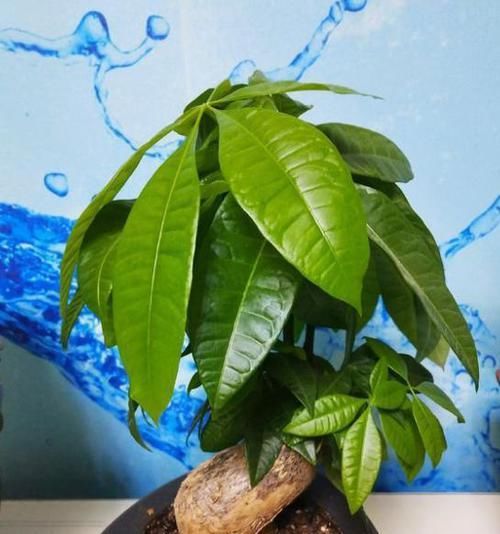  『盆栽』家庭盆栽发财树，小花匠教你小诀窍，枝叶繁茂，养十年都没问题