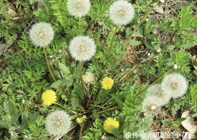 『不老草』在沙丘、山坡下,生长着1种“不老草”,植株珍贵,遇到请保护!