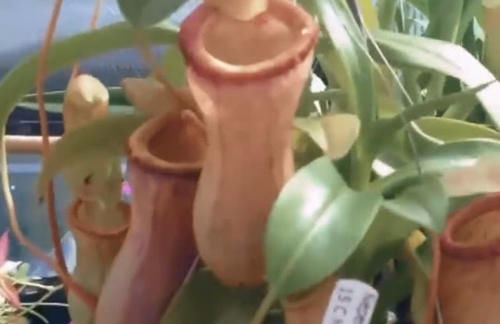 老外把可乐倒进猪笼草里，5天后在一看猪笼草，变化令人很意外！