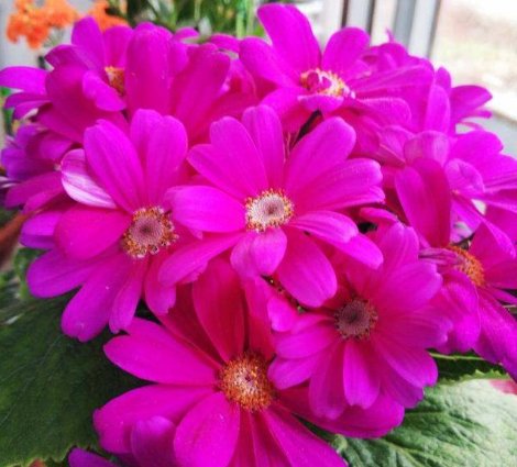  【养花】喜欢在家里养花，就养这几种花，开花美很娇艳，花期长特好养