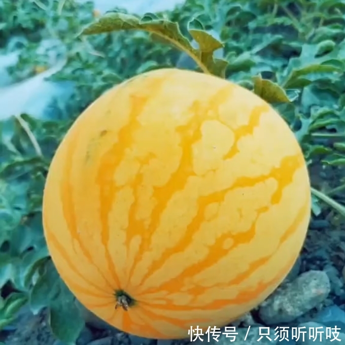 农民山上种植出的“黄金瓜”，亩产3千斤，每斤5元，年赚几十万！