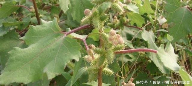 农村这“粘人草”，农民见了就砍，殊不知是治鼻炎良药