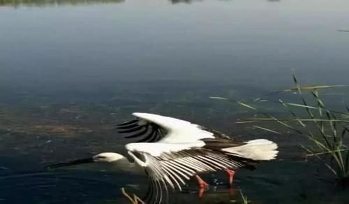  【白鹳】成群白鹳和野鸭来到山东这个湖过冬