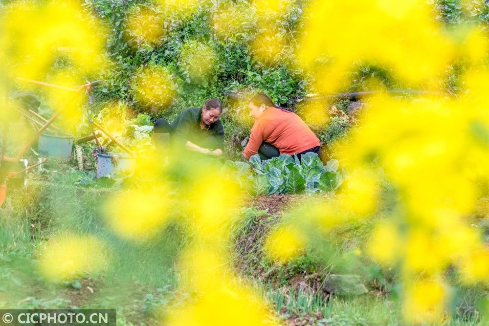  山东省|防疫不误农时 全国各地奏响春天“交响曲”