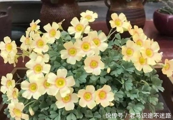 #不见#备受欢迎的醡浆草盆栽该如何养殖?多注意3点,花开不见叶子