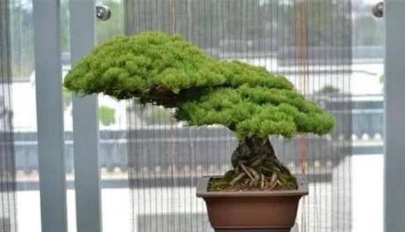  #生病#盆景生病了怎么办？病虫害最简单的几种处理方法，非常管用！