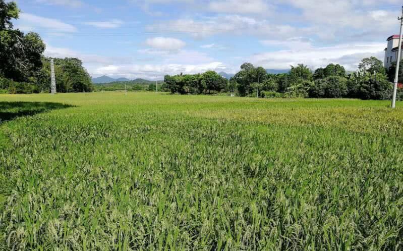  「缴清」2019年起农民得交耕地占用税，必须一次性缴清，你该交