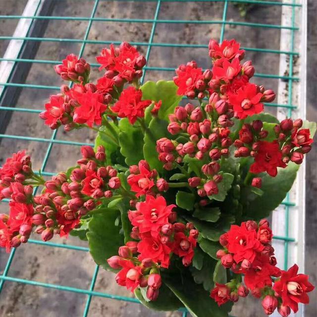扦插繁殖■开花很勤、很美的“3种花儿”,给点阳光就开花,一直开花不断