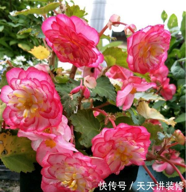  「漂亮」花卉中的“另类”，一蒂两花、一雌一雄，既像牡丹又像茶花