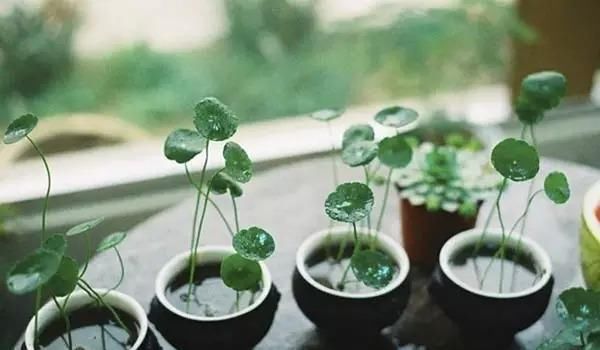  邻居■神奇！邻居送了一棵苗，随手种在花园，长疯了！