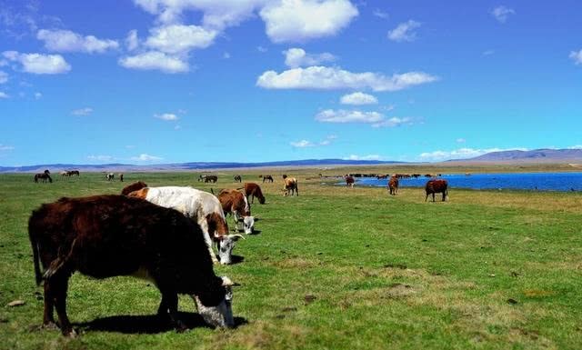 大量外蒙古美女涌进中国，她们都依靠什么生活？原来是做这项工作