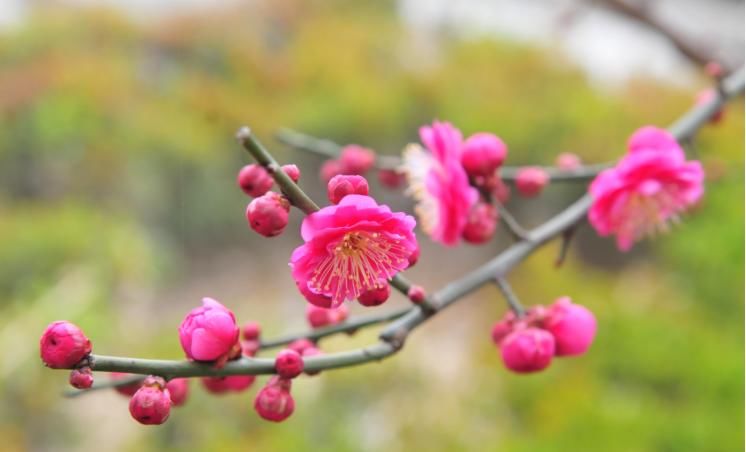  显得@8个拍花小技巧，新手也能拍出大片，发朋友圈上档次！