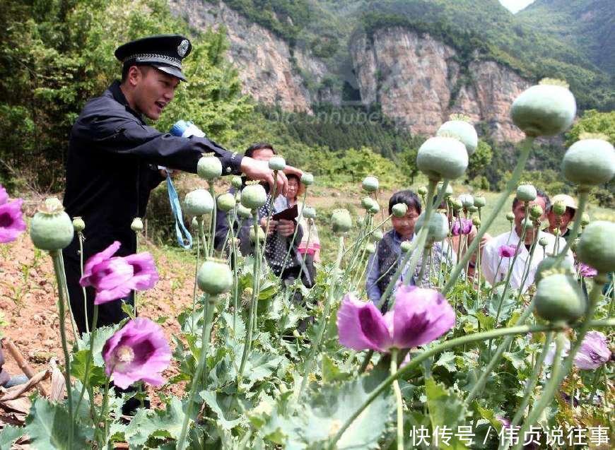  【罂粟】农民大面积种植罂粟, 政府却很支持, 销路都不用愁