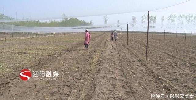  「高效」泗阳县史集街道：发展高效设施农业带动群众就业增收
