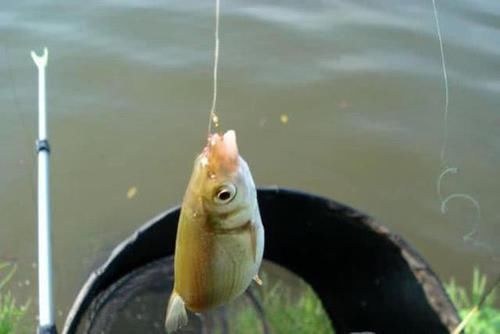 nbbrs_此鱼2两左右的最好吃,嘴巴属于天包地,非常考验钓鱼人的技术