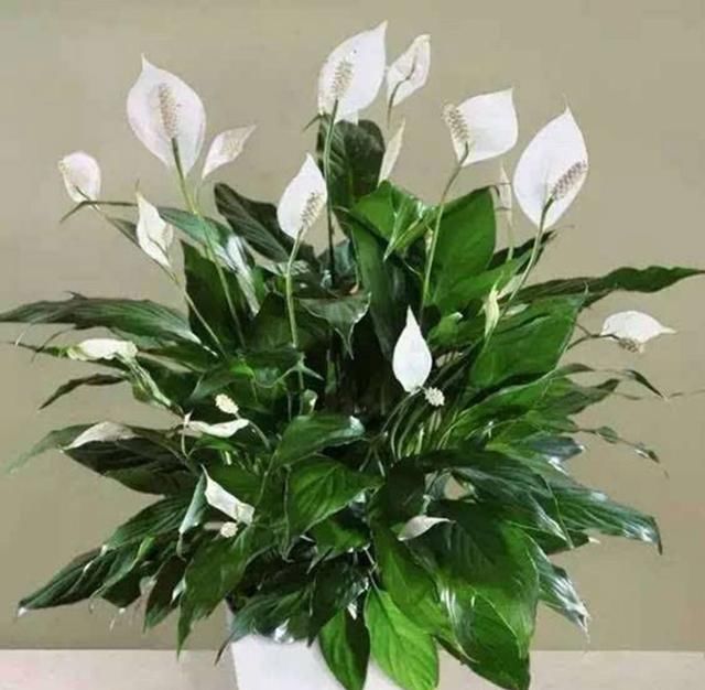  硬邦邦：白掌半死不活?就学2招,从此花不断,新叶不停长