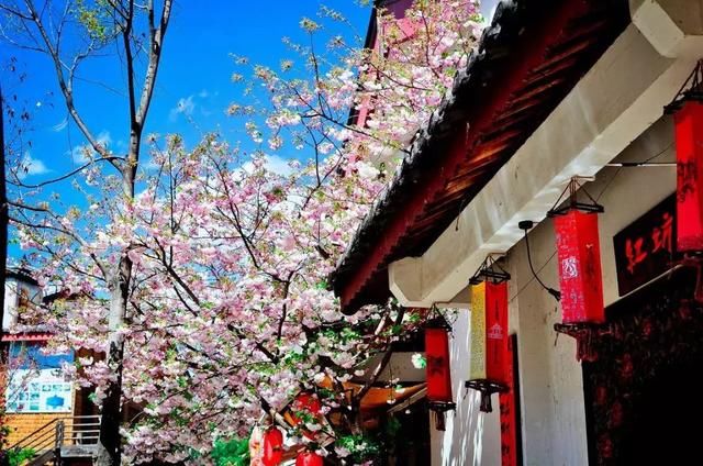 再过一个月，国内这处桃花盛景就要藏不住啦！囊括高原最美雪山！