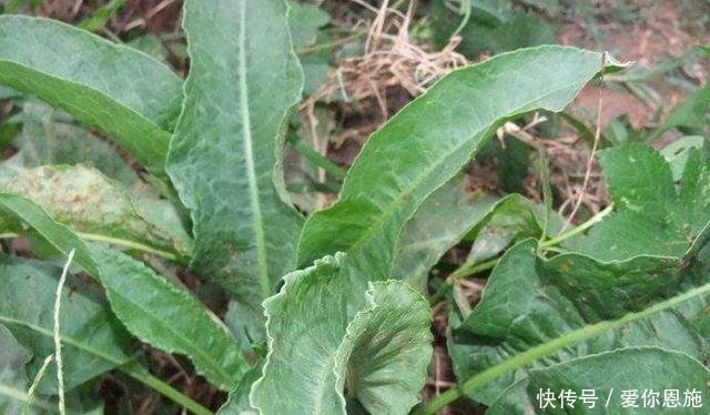 以前农村人叫它“救命王”，如今可遇不可求，见到千万别拔根！