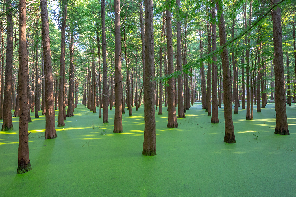 江苏罕见的水上森林,拥有万亩水杉林,是座名副其实的天然氧吧
