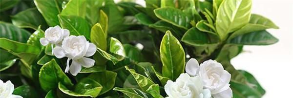  盆土■栀子花移栽后要浇水吗