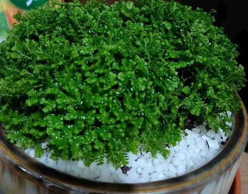  『绿萝』养烦了绿萝吊兰？何不养一盆翠云草，喷喷水就能爆盆成瀑布