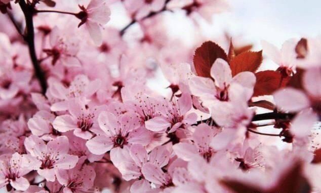 日本游客来中国疯狂购物，他们都买的什么？网友：值得深思