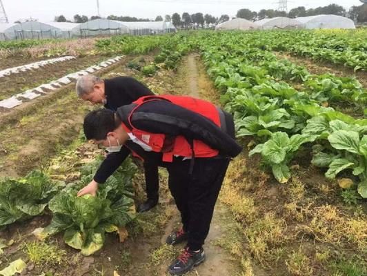  「瑞安陶山镇」美菜SOS爱心助农抗疫 瑞安数万斤滞销菜有救了