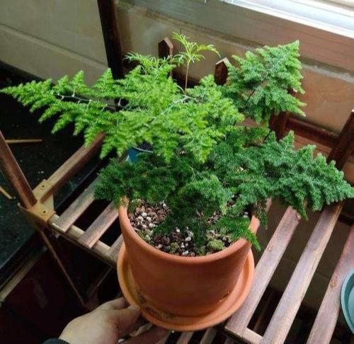  『好运』芦荟开花很少见？小花匠教你几招，棵棵能开花，好运自然来