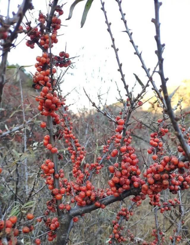 去巡山，草木白、青松翠、沙棘黄，初冬邂逅最美山色